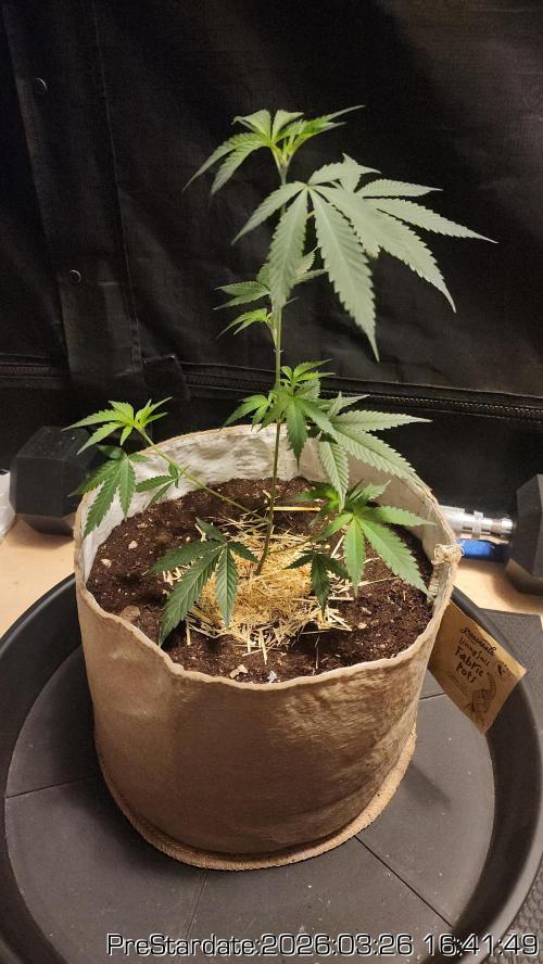 Chill Out OG - MrGrowIt - FabricPotScrog. Week 21