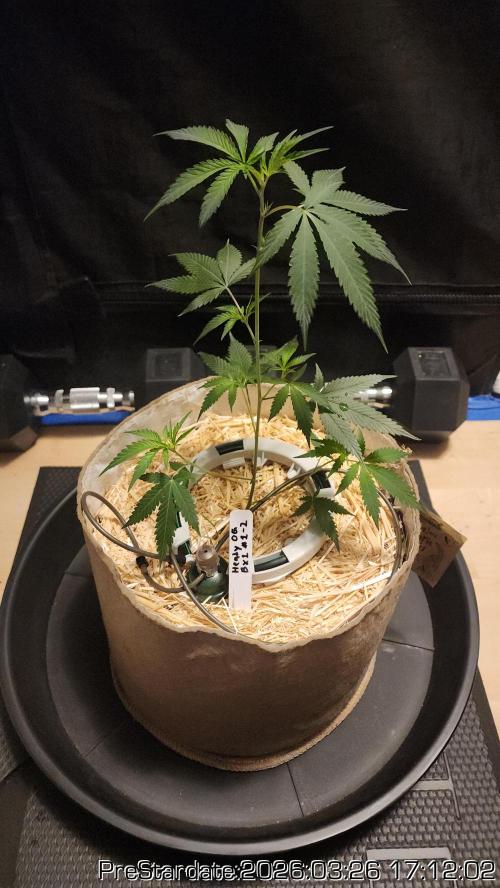 Chill Out OG - MrGrowIt - FabricPotScrog. Week 21