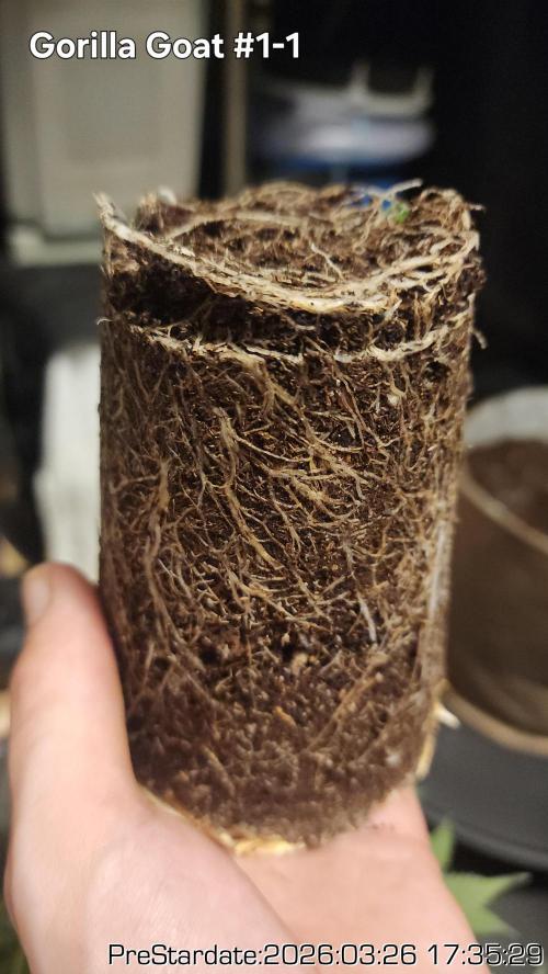 Chill Out OG - MrGrowIt - FabricPotScrog. Week 21