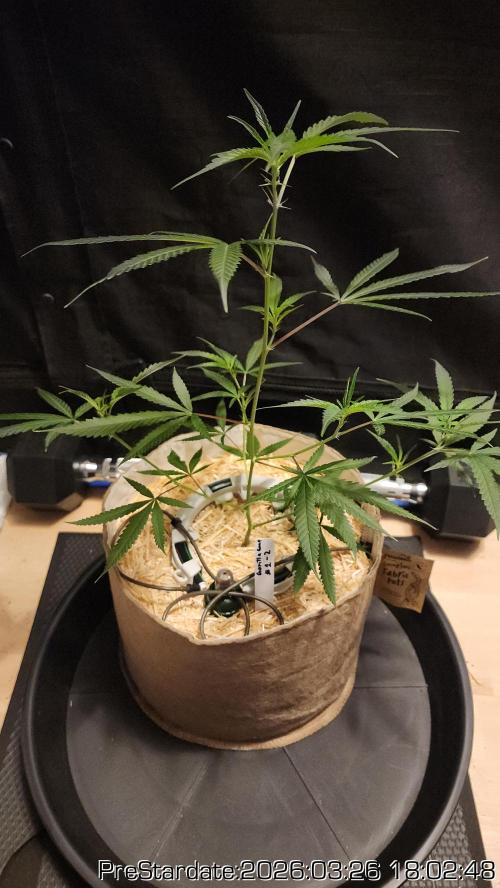 Chill Out OG - MrGrowIt - FabricPotScrog. Week 21