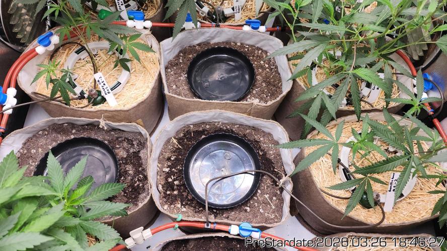 Chill Out OG - MrGrowIt - FabricPotScrog. Week 21
