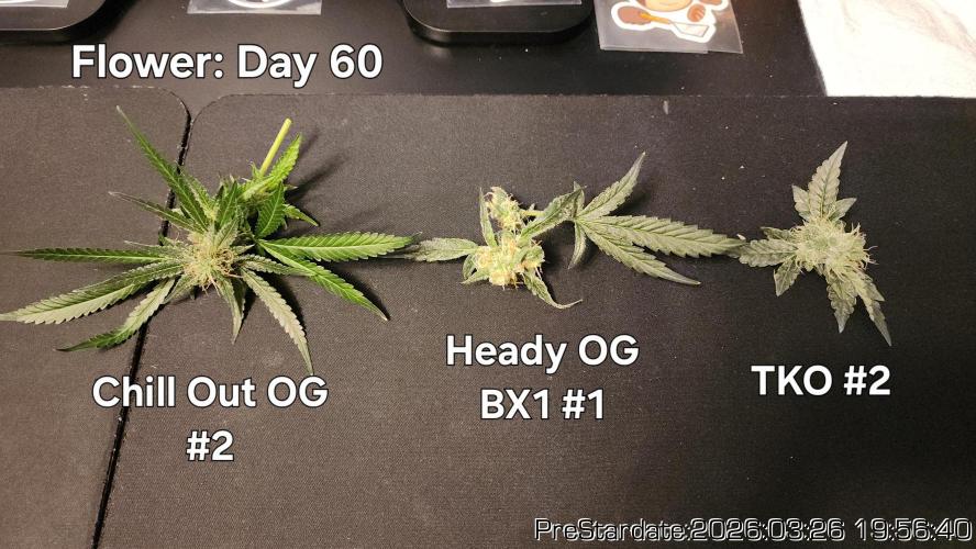 Chill Out OG - MrGrowIt - FabricPotScrog. Week 21