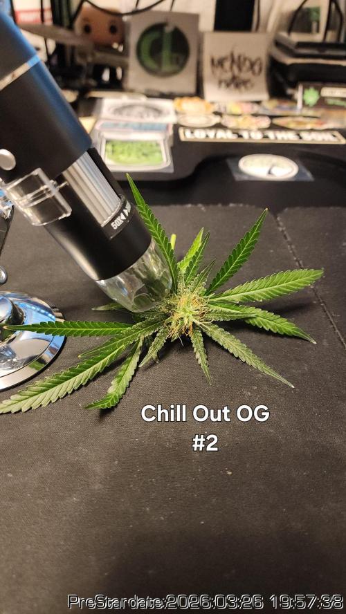 Chill Out OG - MrGrowIt - FabricPotScrog. Week 21