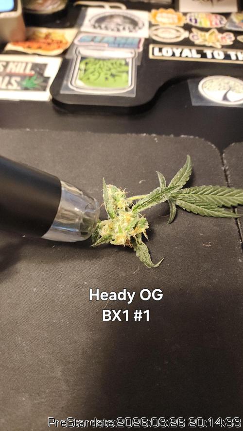 Chill Out OG - MrGrowIt - FabricPotScrog. Week 21