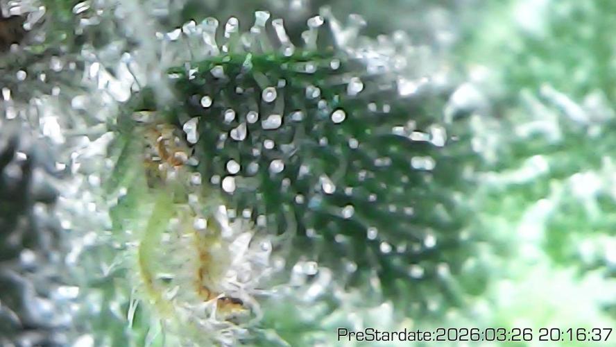 Chill Out OG - MrGrowIt - FabricPotScrog. Week 21