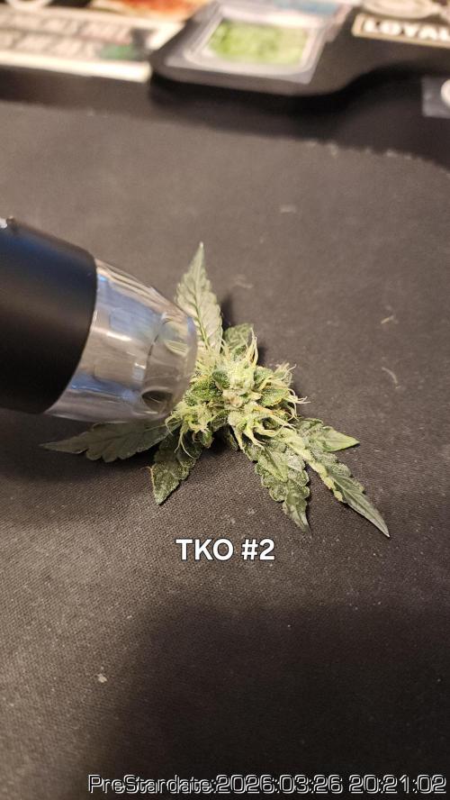 Chill Out OG - MrGrowIt - FabricPotScrog. Week 21