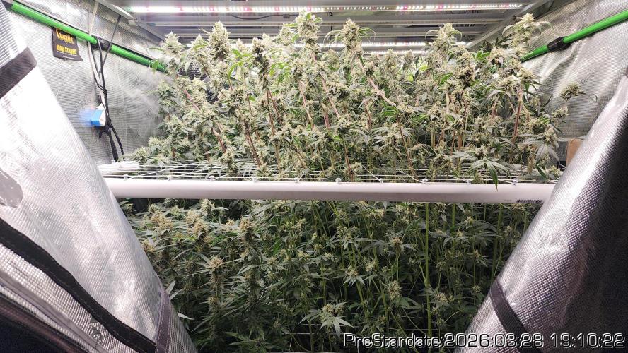 Chill Out OG - MrGrowIt - FabricPotScrog. Week 21