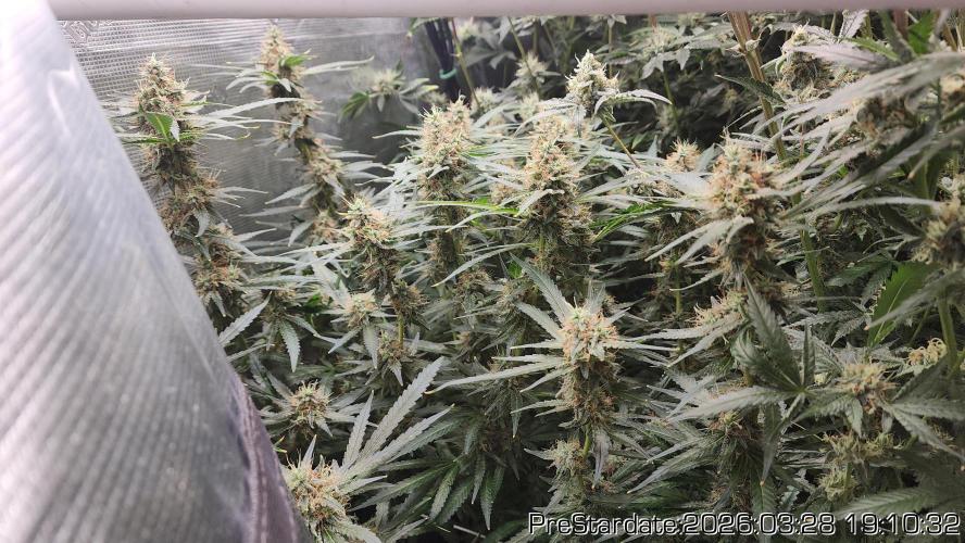 Chill Out OG - MrGrowIt - FabricPotScrog. Week 21