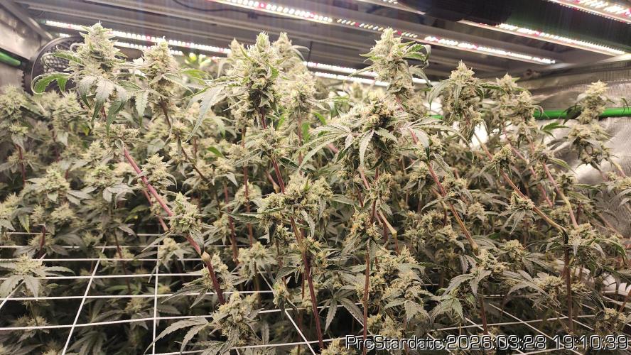 Chill Out OG - MrGrowIt - FabricPotScrog. Week 21