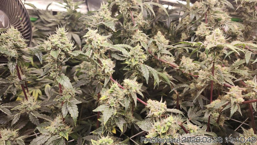 Chill Out OG - MrGrowIt - FabricPotScrog. Week 21