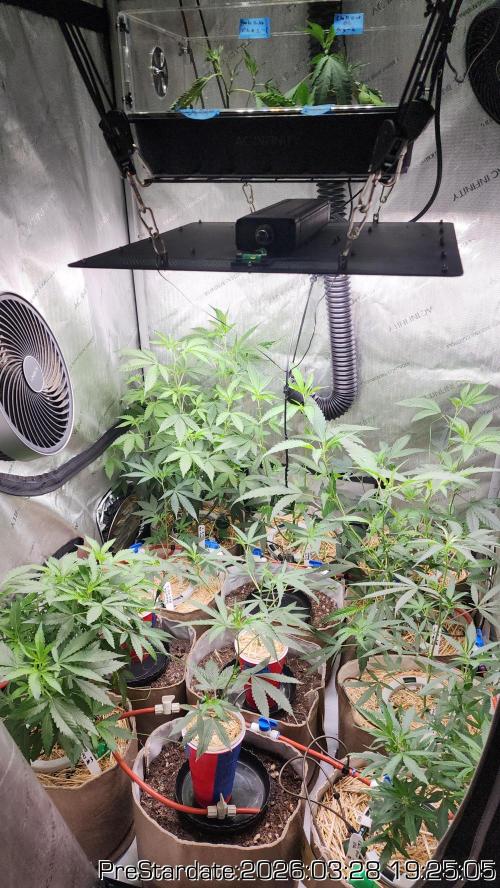 Chill Out OG - MrGrowIt - FabricPotScrog. Week 21
