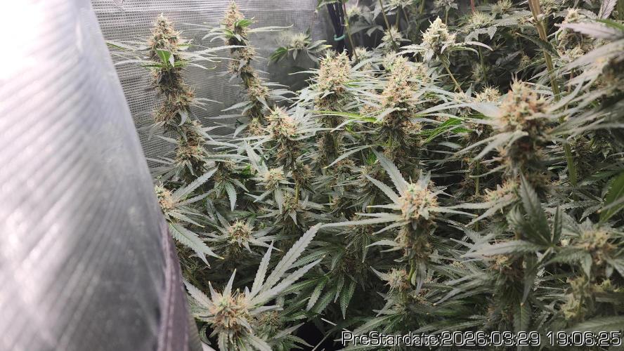 Chill Out OG - MrGrowIt - FabricPotScrog. Week 21