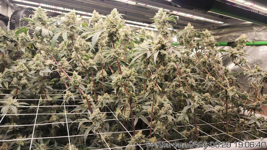Chill Out OG - MrGrowIt - FabricPotScrog. Week 21