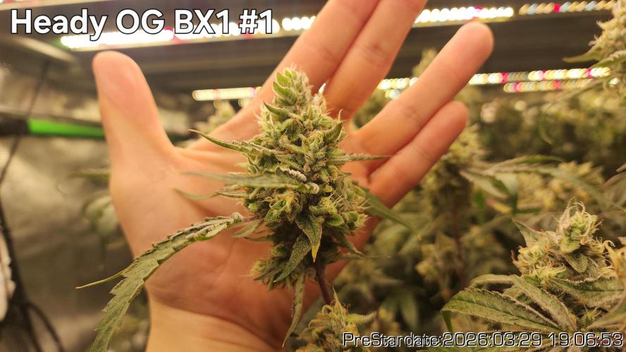 Chill Out OG - MrGrowIt - FabricPotScrog. Week 21