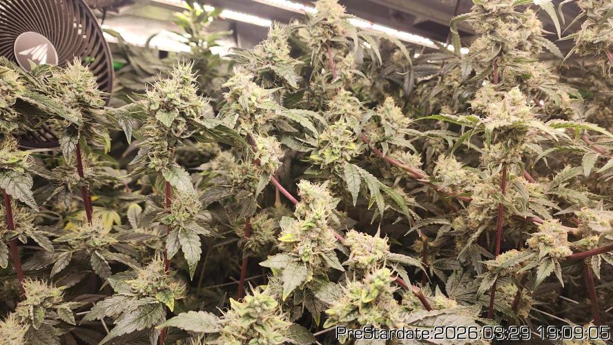 Chill Out OG - MrGrowIt - FabricPotScrog. Week 21