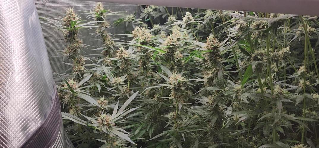 Chill Out OG - MrGrowIt - FabricPotScrog