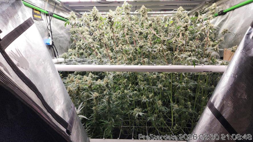 Chill Out OG - MrGrowIt - FabricPotScrog. Week 22