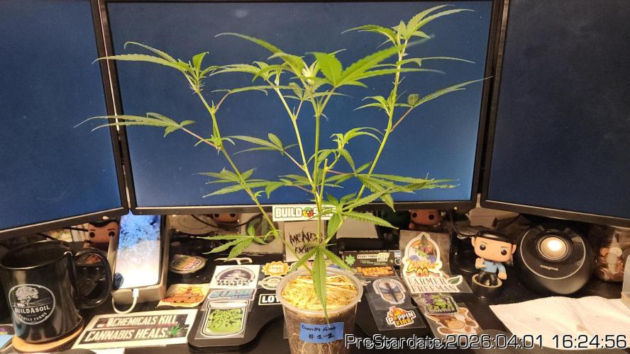 Chill Out OG - MrGrowIt - FabricPotScrog. Week 22
