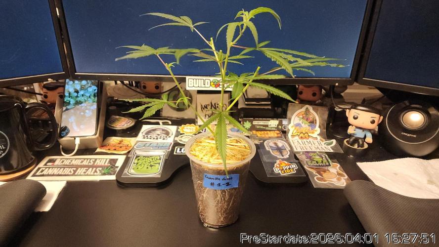 Chill Out OG - MrGrowIt - FabricPotScrog. Week 22