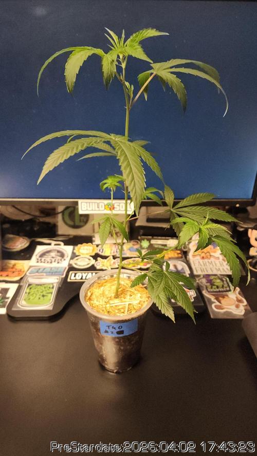 Chill Out OG - MrGrowIt - FabricPotScrog. Week 22