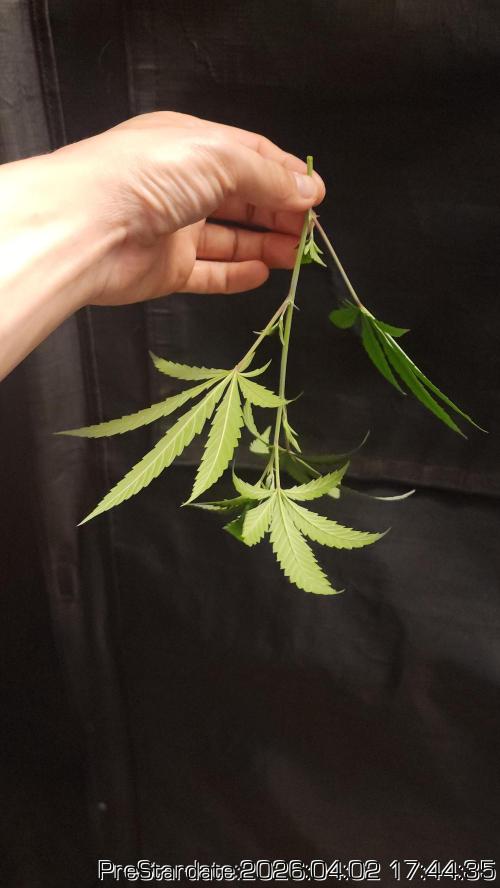 Chill Out OG - MrGrowIt - FabricPotScrog. Week 22