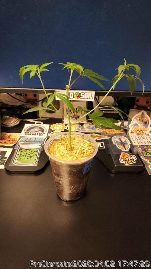 Chill Out OG - MrGrowIt - FabricPotScrog. Week 22