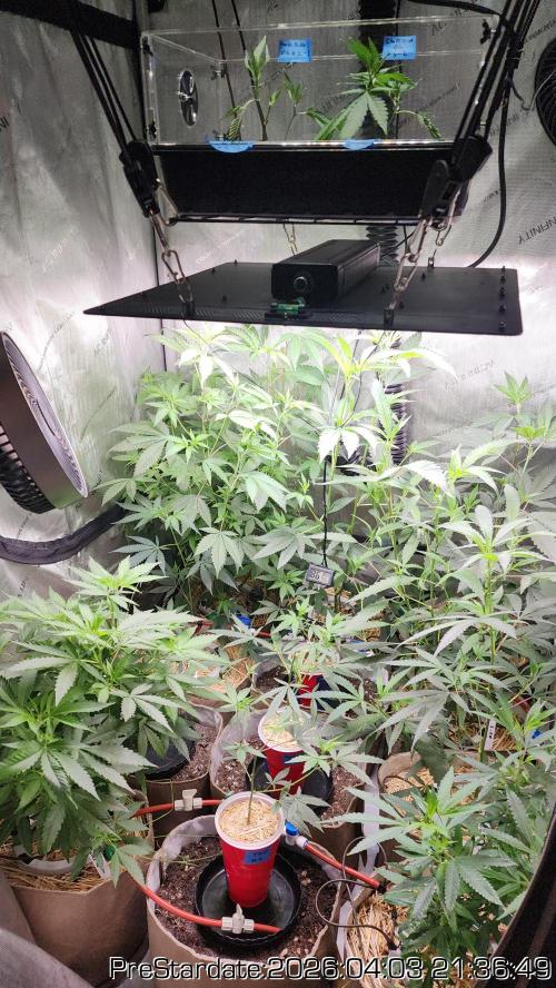 Chill Out OG - MrGrowIt - FabricPotScrog. Week 22