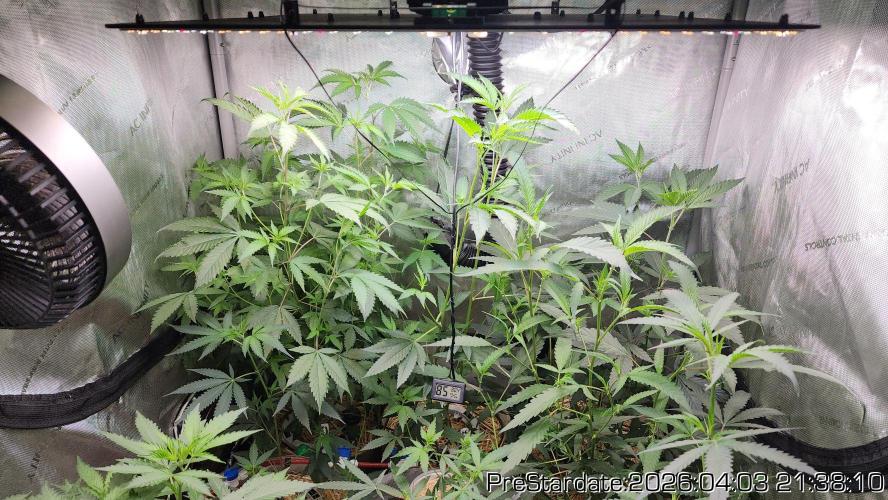 Chill Out OG - MrGrowIt - FabricPotScrog. Week 22