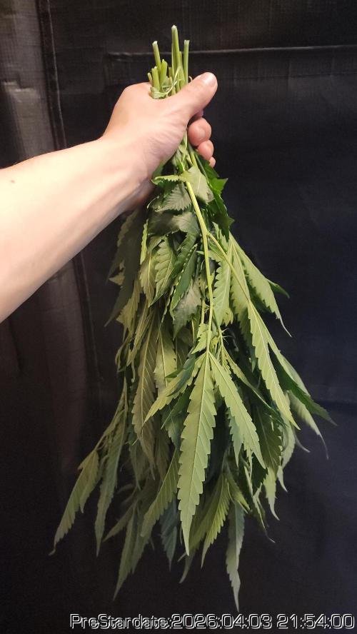 Chill Out OG - MrGrowIt - FabricPotScrog. Week 22