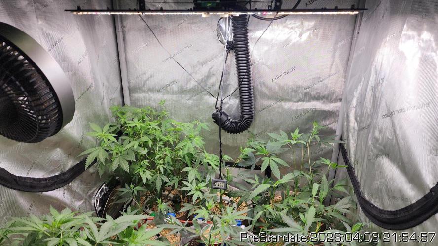 Chill Out OG - MrGrowIt - FabricPotScrog. Week 22