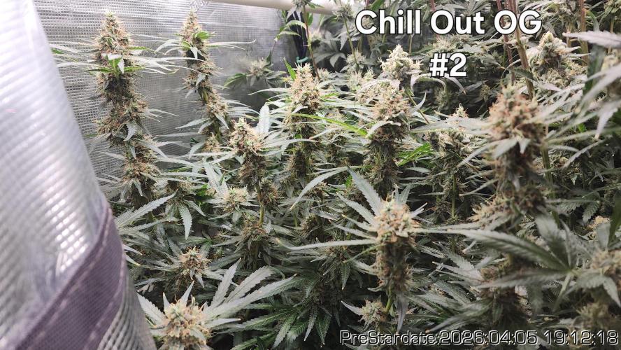 Chill Out OG - MrGrowIt - FabricPotScrog. Week 22