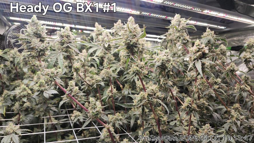 Chill Out OG - MrGrowIt - FabricPotScrog. Week 22