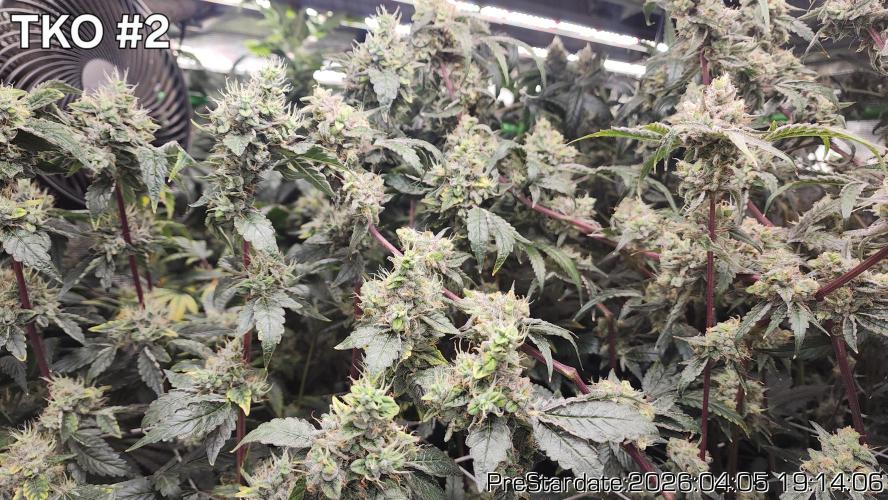 Chill Out OG - MrGrowIt - FabricPotScrog. Week 22