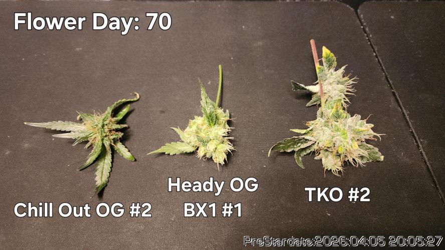 Chill Out OG - MrGrowIt - FabricPotScrog. Week 22