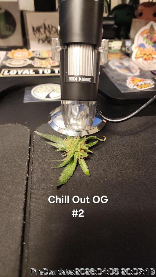 Chill Out OG - MrGrowIt - FabricPotScrog. Week 22