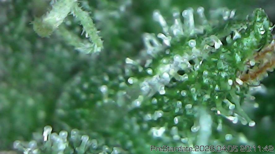 Chill Out OG - MrGrowIt - FabricPotScrog. Week 22