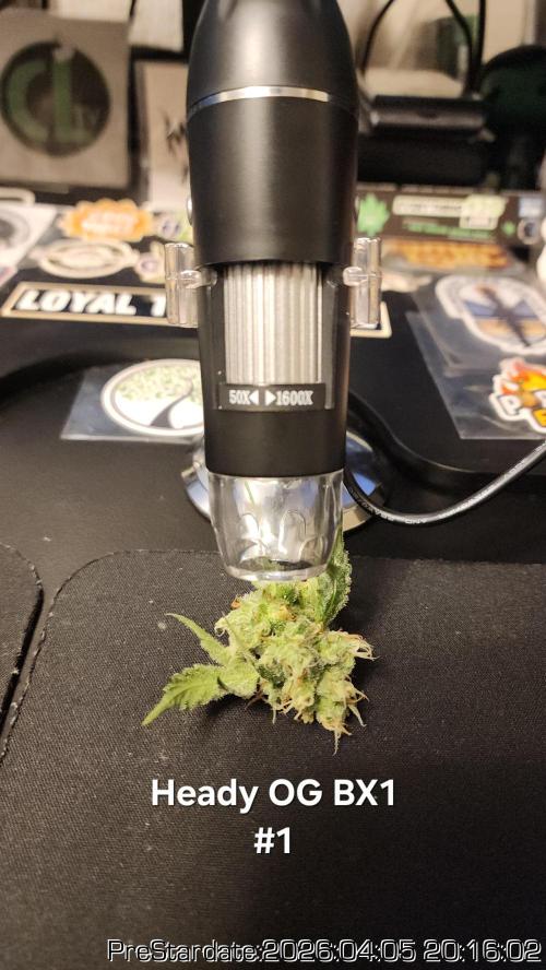 Chill Out OG - MrGrowIt - FabricPotScrog. Week 22