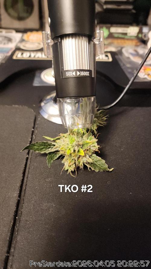 Chill Out OG - MrGrowIt - FabricPotScrog. Week 22