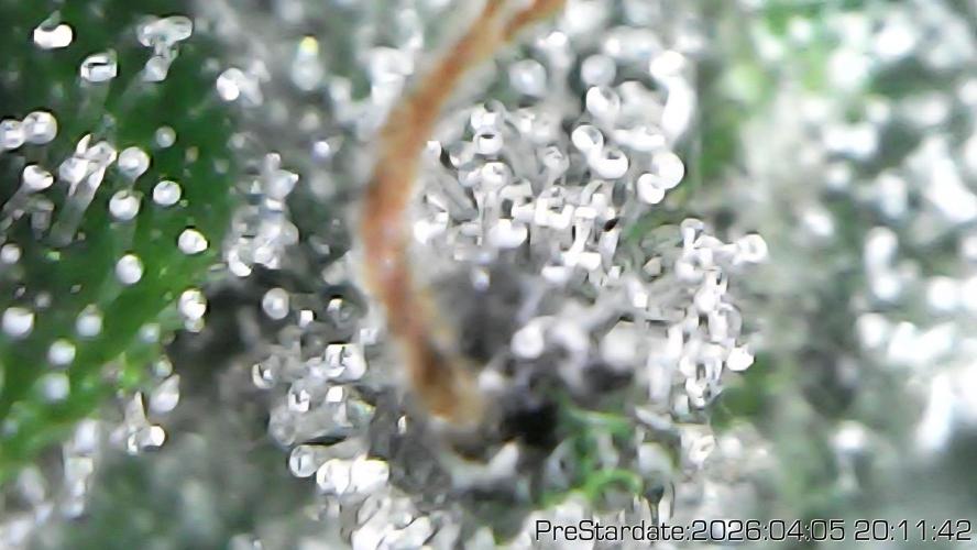 Chill Out OG - MrGrowIt - FabricPotScrog. Week 22