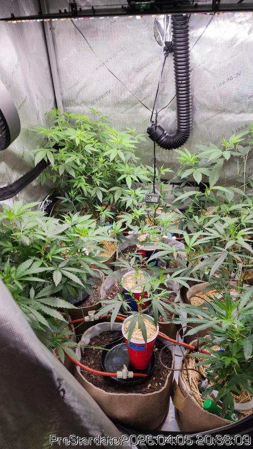 Chill Out OG - MrGrowIt - FabricPotScrog. Week 22