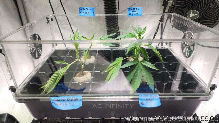 Chill Out OG - MrGrowIt - FabricPotScrog. Week 22