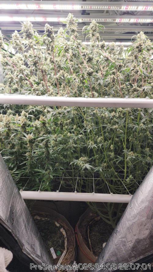 Chill Out OG - MrGrowIt - FabricPotScrog. Week 22