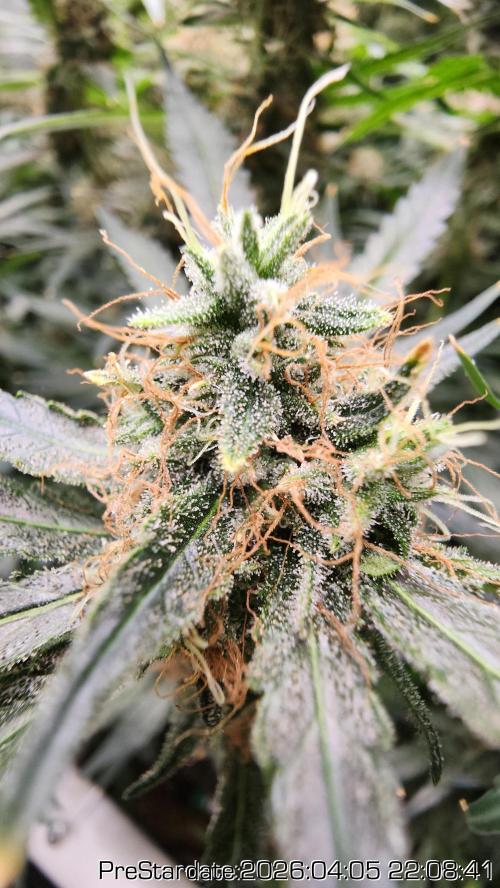 Chill Out OG - MrGrowIt - FabricPotScrog. Week 22