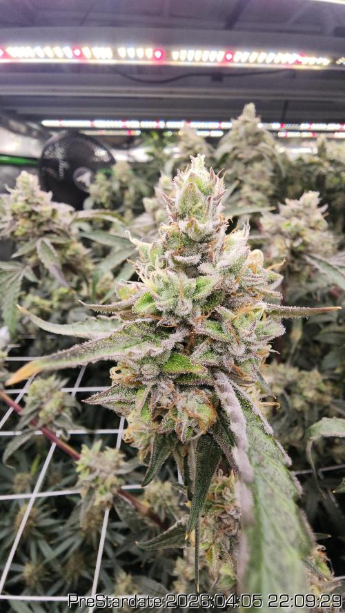 Chill Out OG - MrGrowIt - FabricPotScrog. Week 22