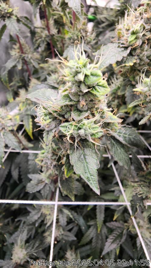 Chill Out OG - MrGrowIt - FabricPotScrog. Week 22