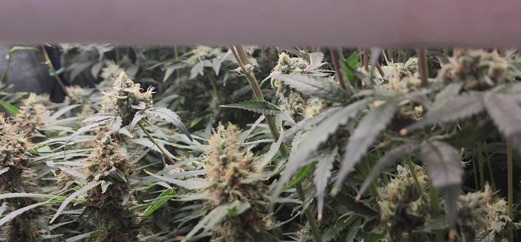 Chill Out OG - MrGrowIt - FabricPotScrog