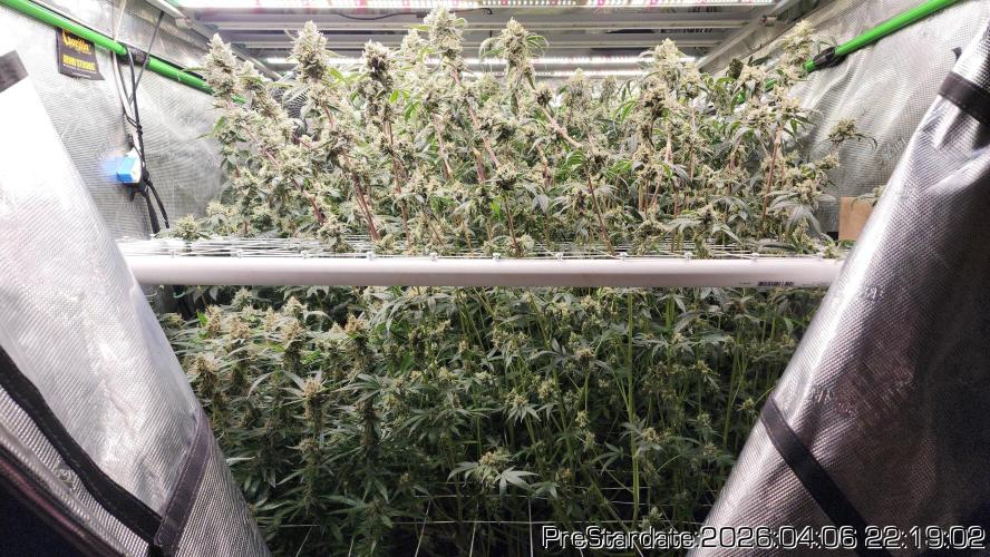 Chill Out OG - MrGrowIt - FabricPotScrog. Week 23