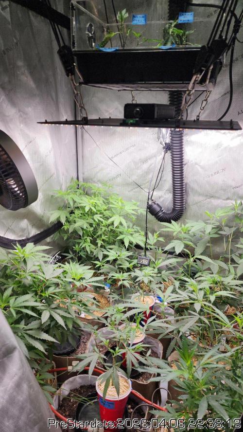 Chill Out OG - MrGrowIt - FabricPotScrog. Week 23