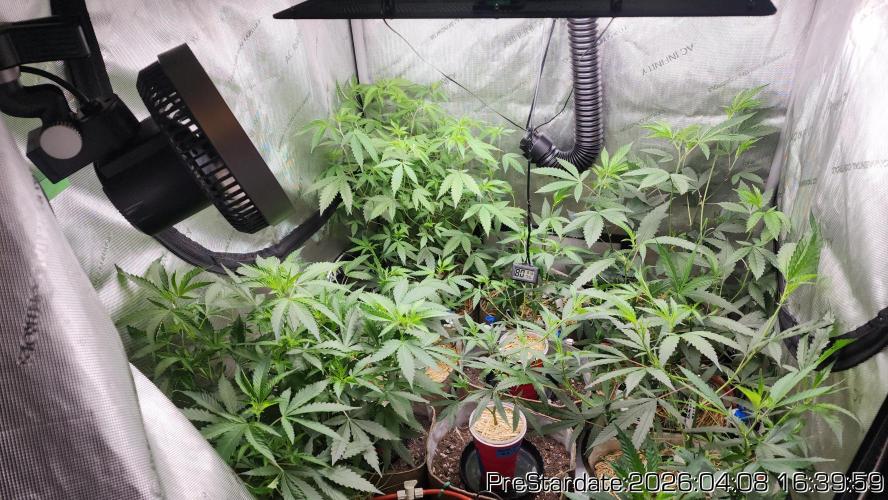 Chill Out OG - MrGrowIt - FabricPotScrog. Week 23