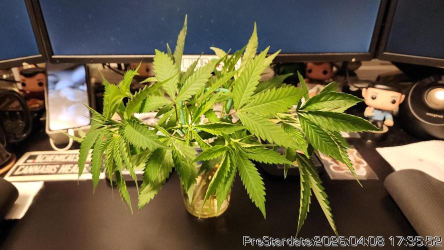 Chill Out OG - MrGrowIt - FabricPotScrog. Week 23